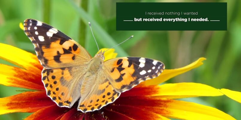 The Butterfly Challenge